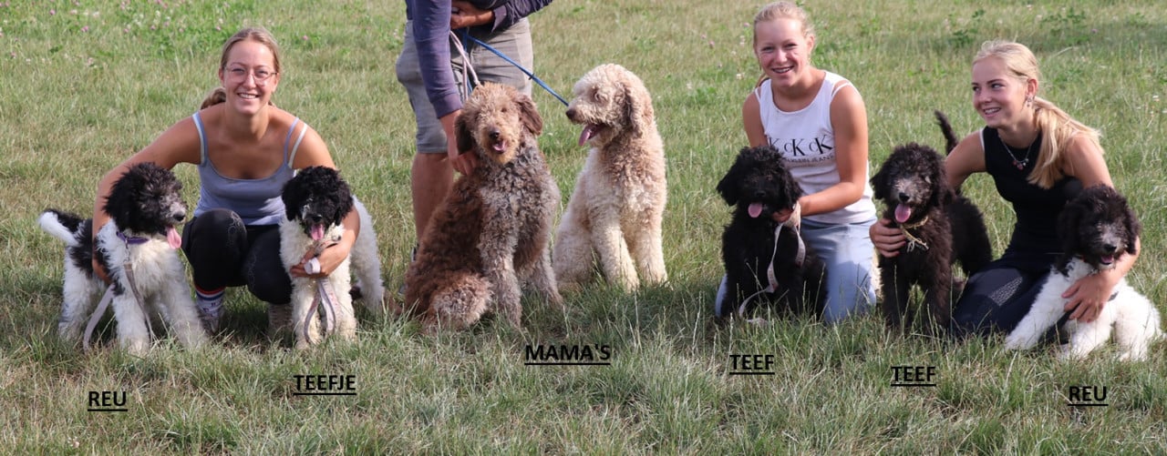 Doodle pups beschikbaar