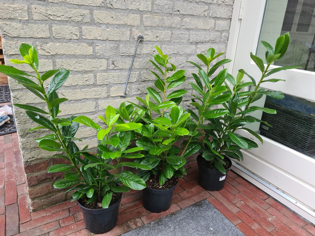 Laurierhaag ; Prunus Novita - potgekweekte planten