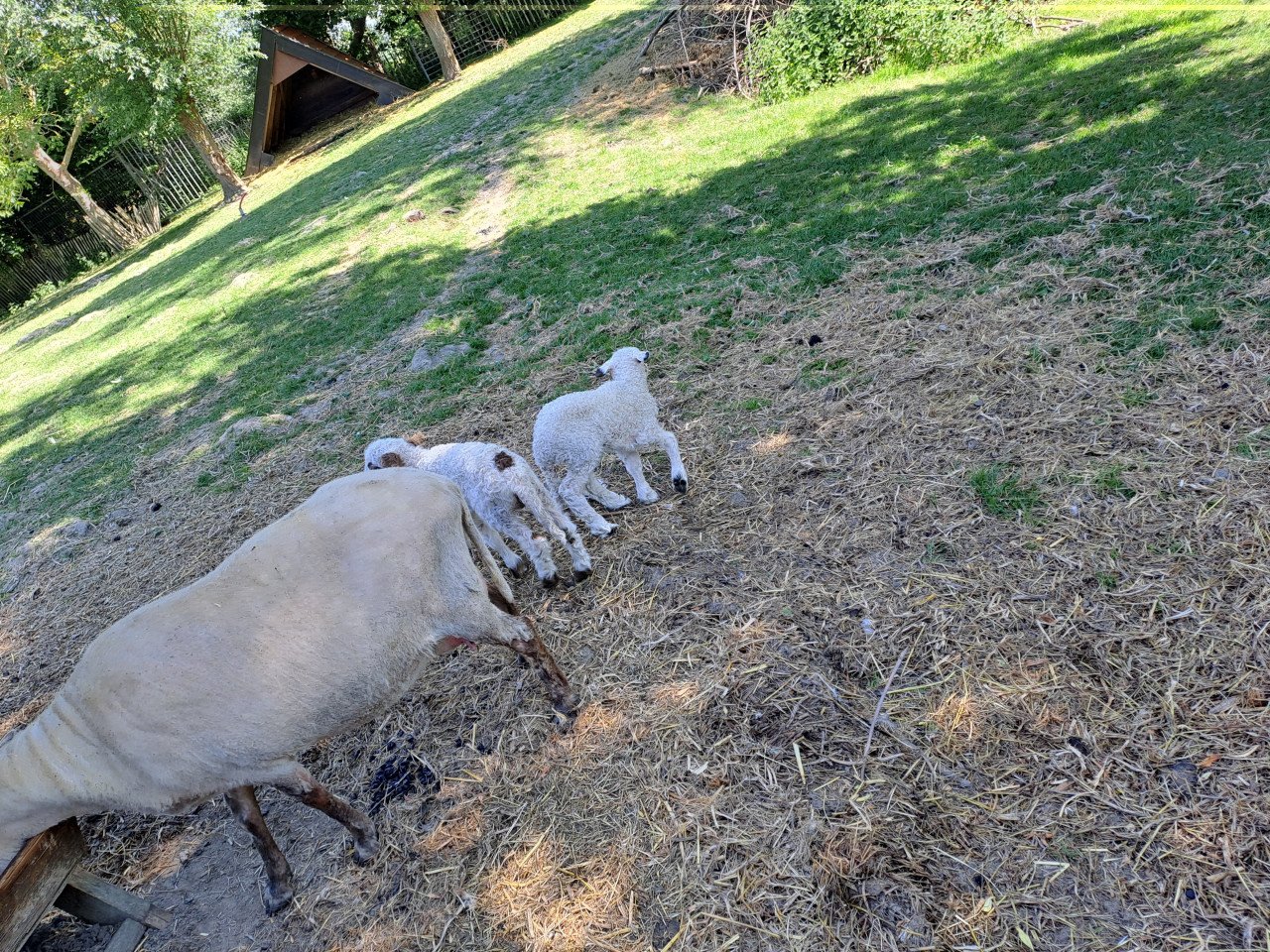 Schapen