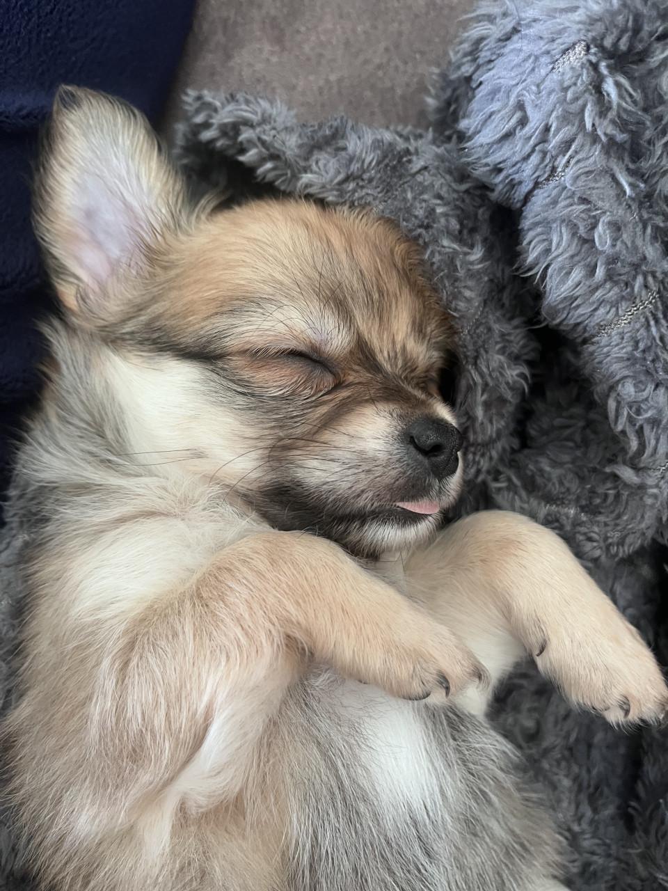 Chihuahua puppy