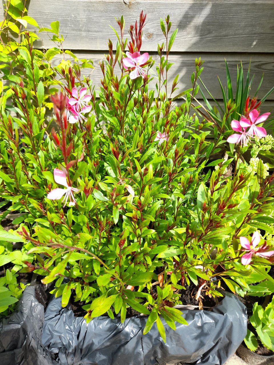 Prachtkaars/Gaura Lindheimeri