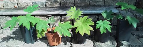 Tetrapanax, Chinese rijstpapierplant.