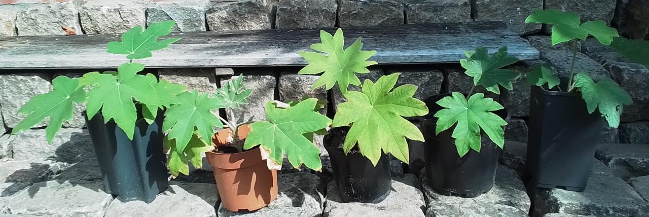 Tetrapanax, Chinese rijstpapierplant.