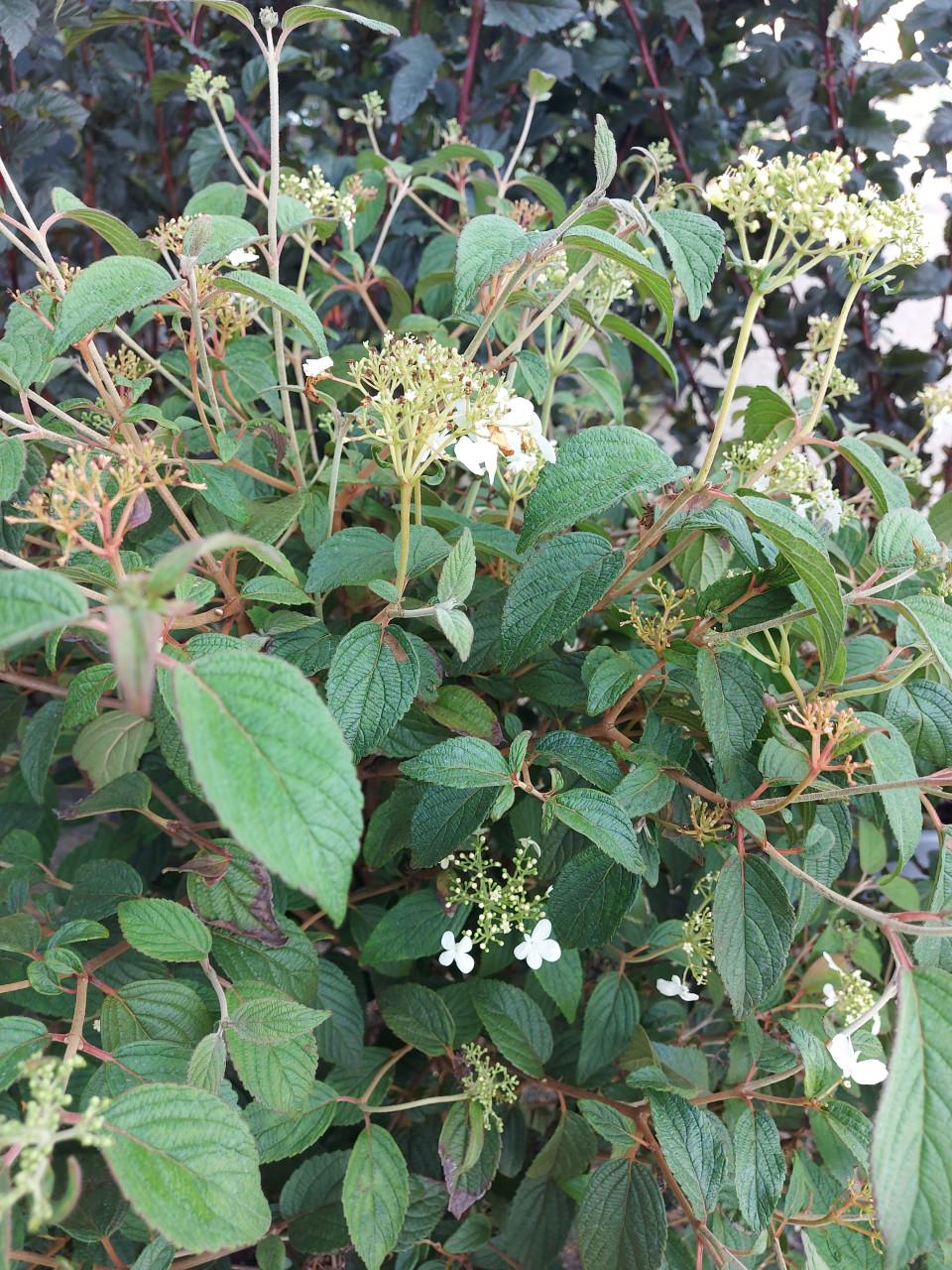Viburnum groot en klein
