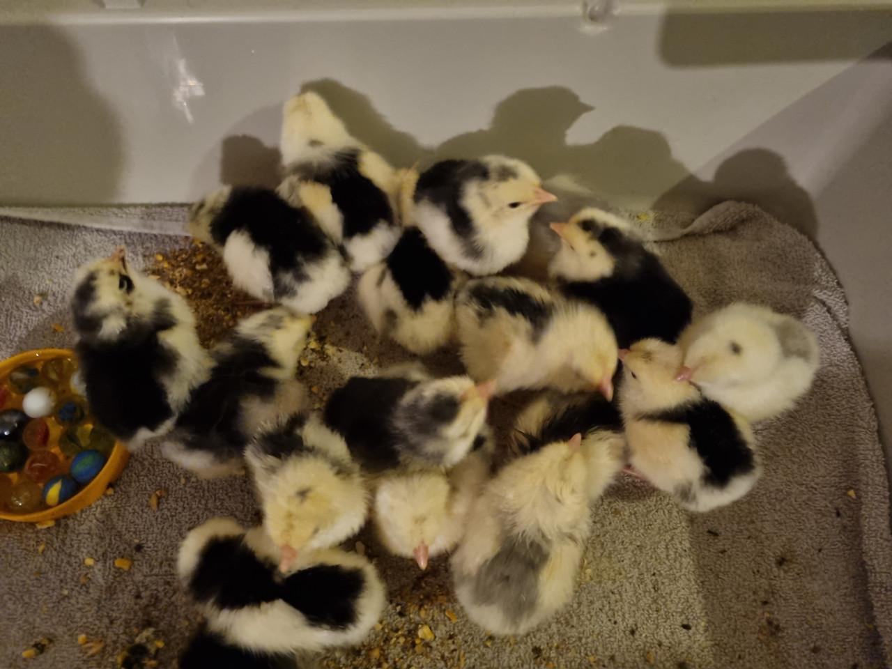 Broedeieren Bonte leghorn