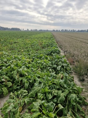 Mangels / voederbieten