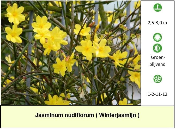 Het plantenkraampje al eens bezocht ? - Mooie planten voor slechts €1,25