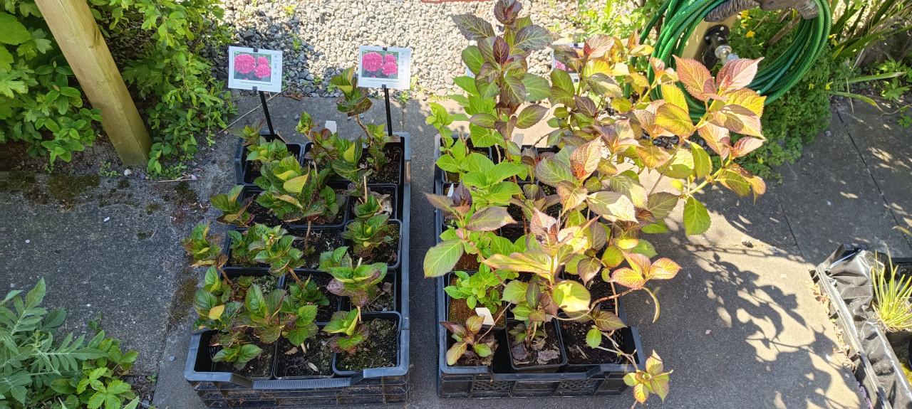 Bijzondere Hortensia's aangeboden ! 5 euro per stuk.