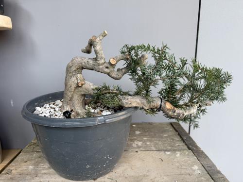 Bonsai Juniperus semi-cascade