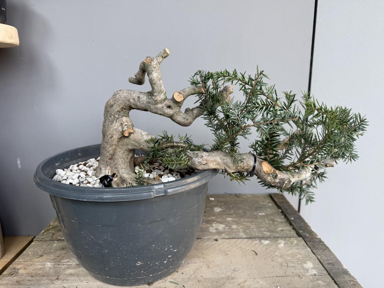 Bonsai Juniperus semi-cascade