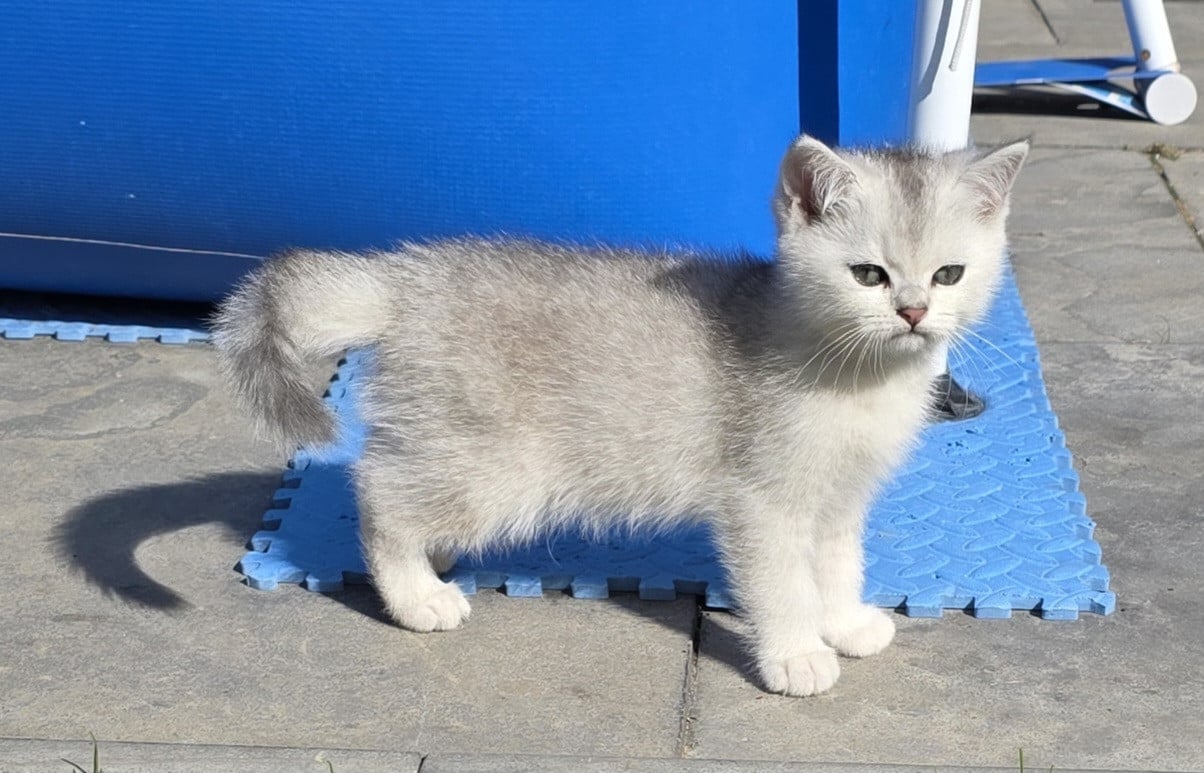 Brits korthaar silver shaded kitten (kater)