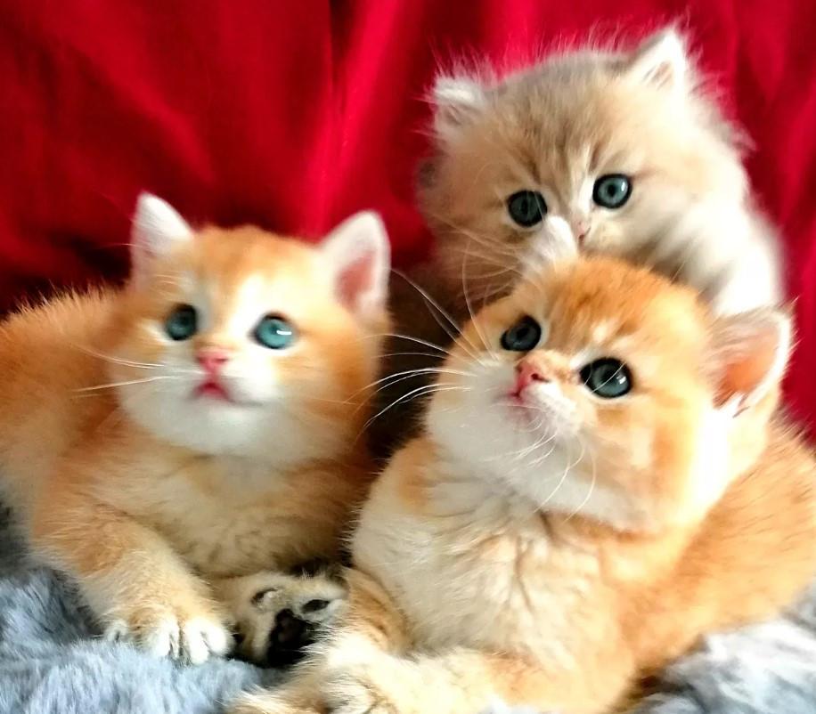 Britse korthaar kittens