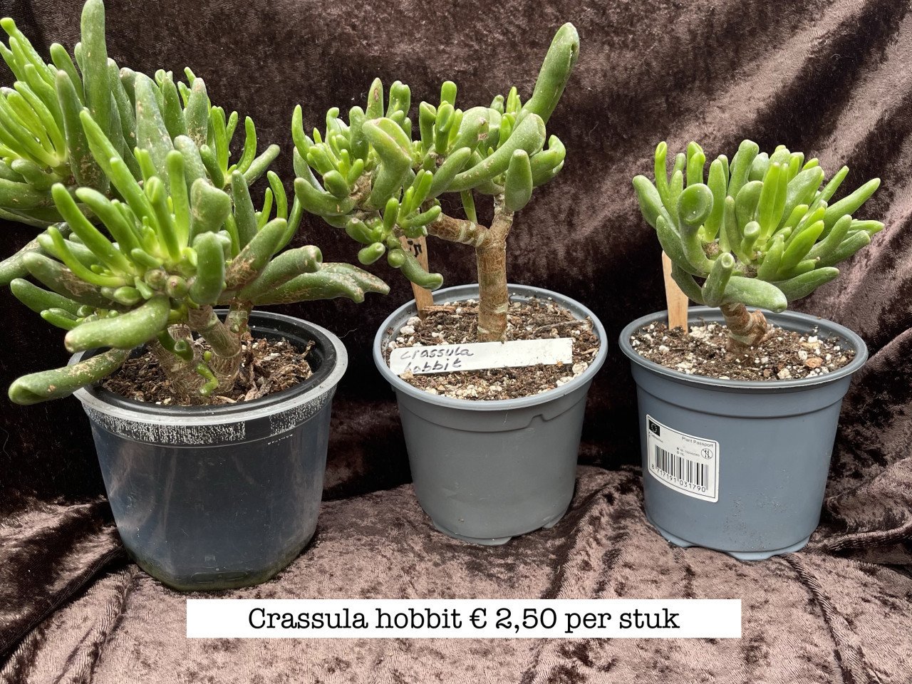 Planten - succulenten