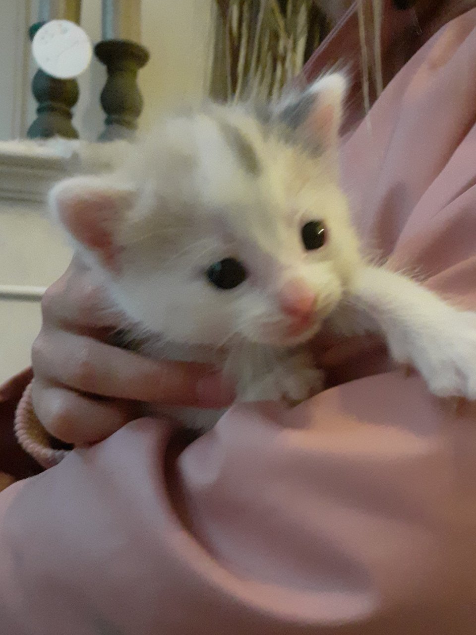 Kittens