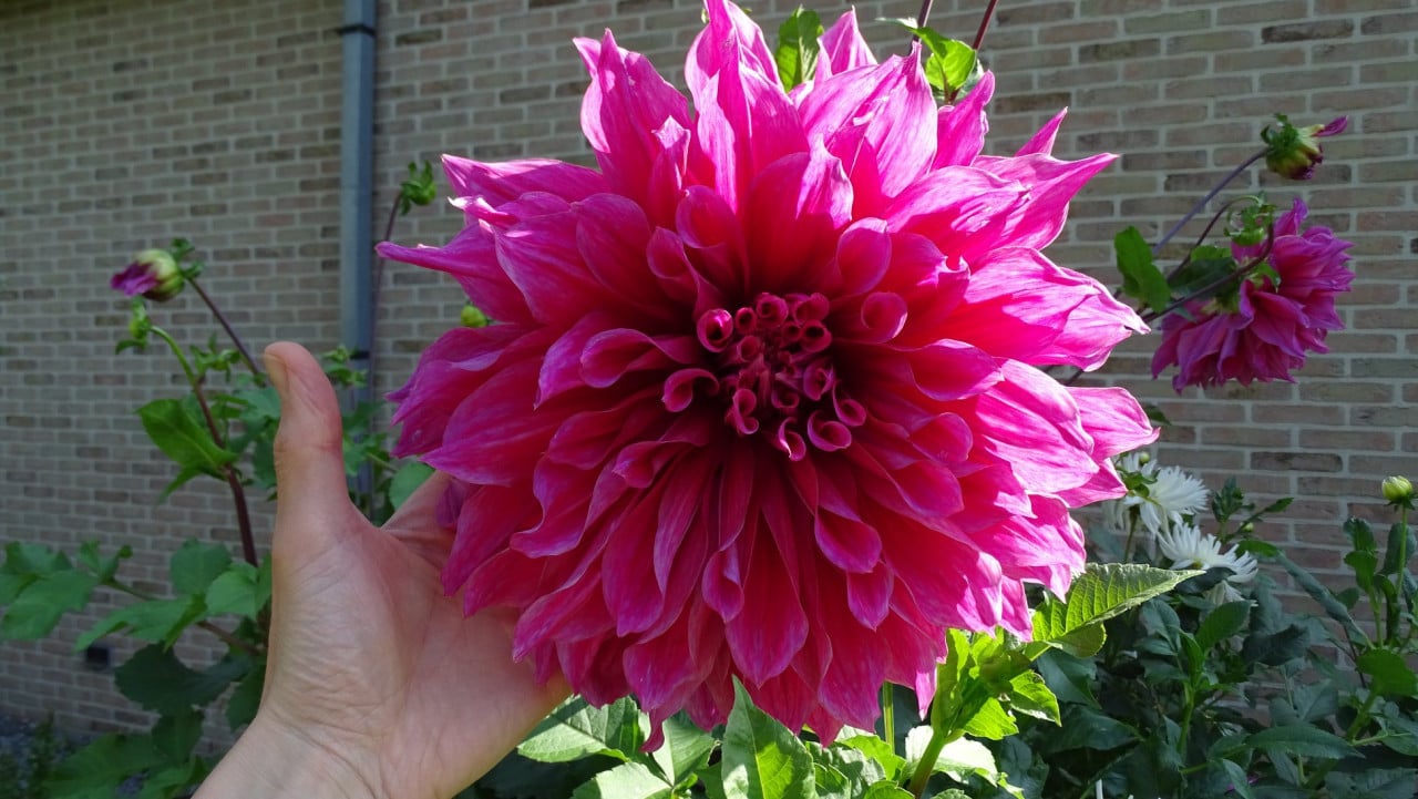 'Mooie Dahlia's te koop in 3 liter pot ! Diverse kleuren aangeboden.