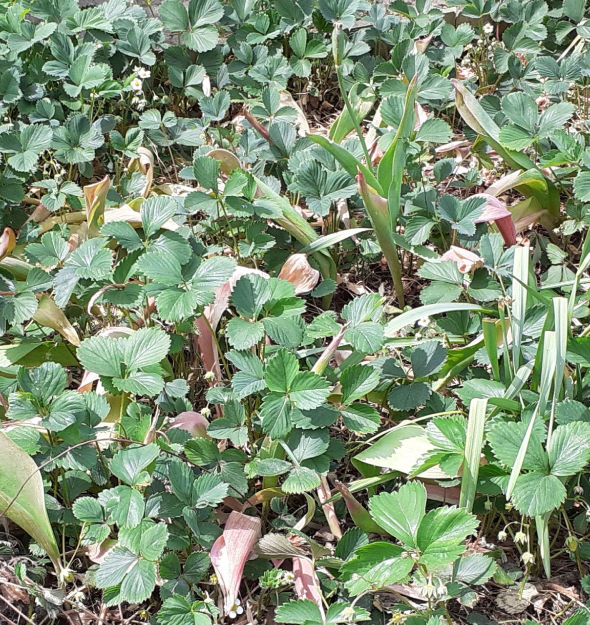 Rozenstruiken, aardbeiplantjes, bloembollen