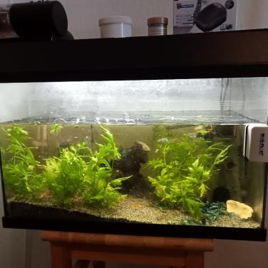 Gratis ophalen vissen met aquarium