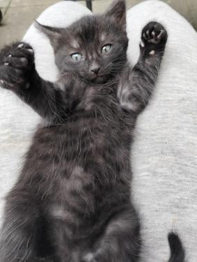 Kitten mannetje