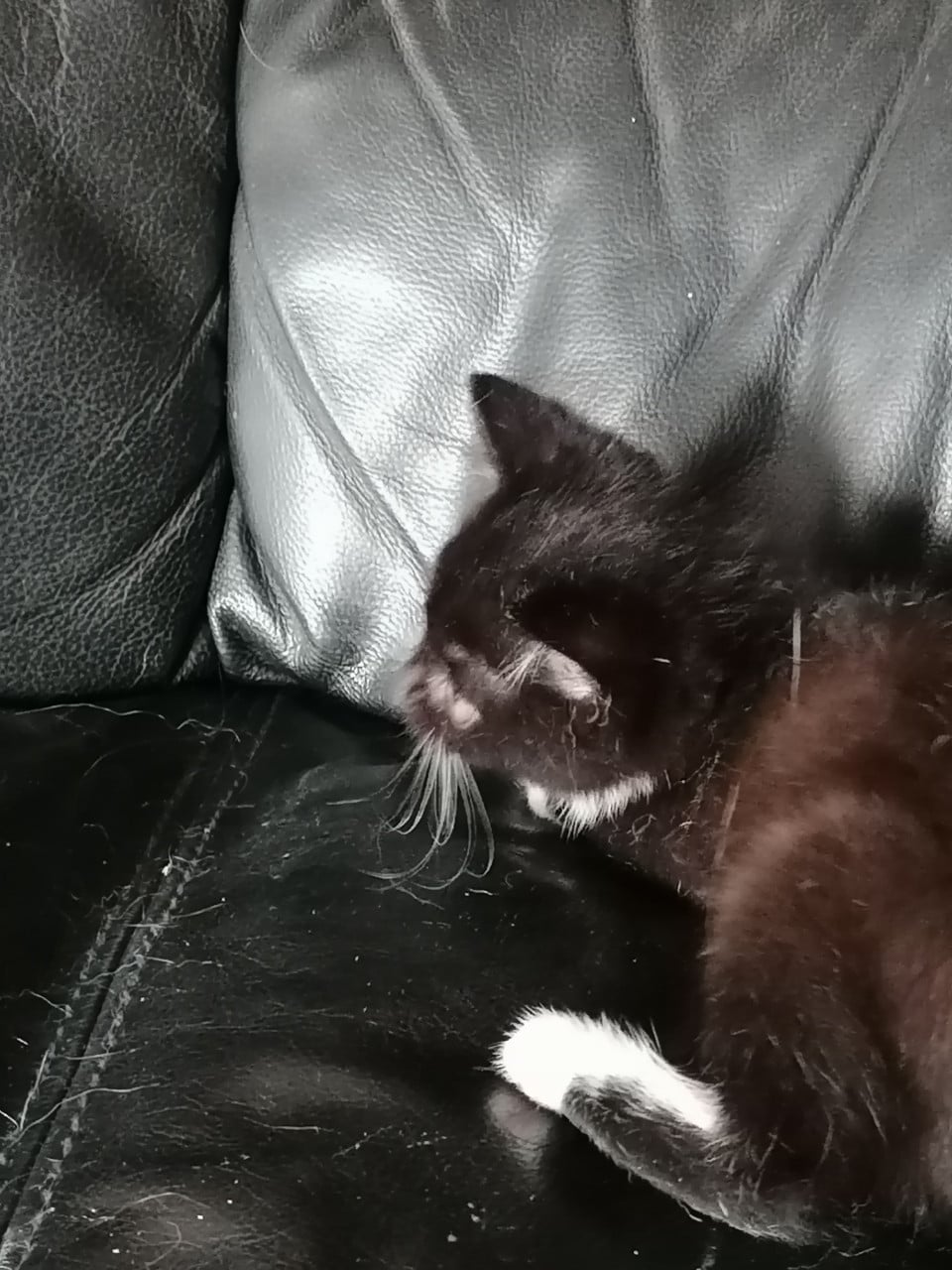 Kittens