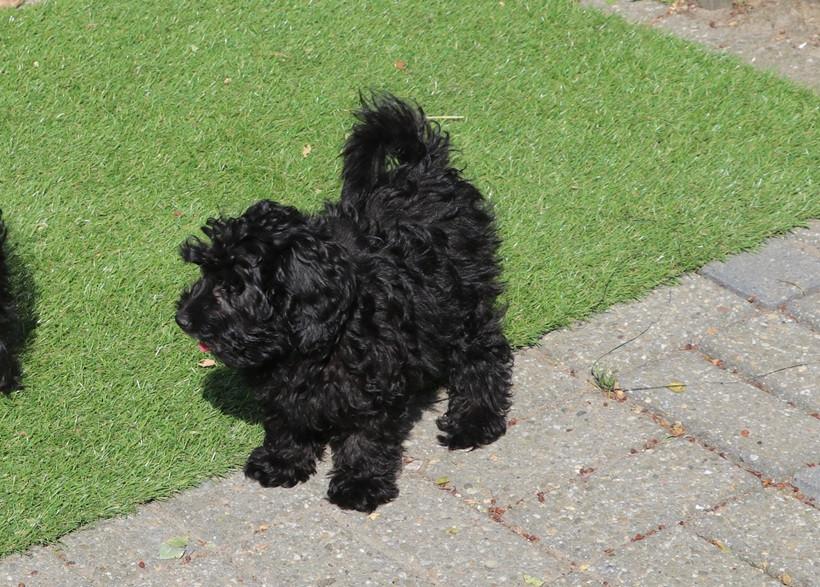 Super lieve vrolijke doodle dwerg/medium pups beschikbaar