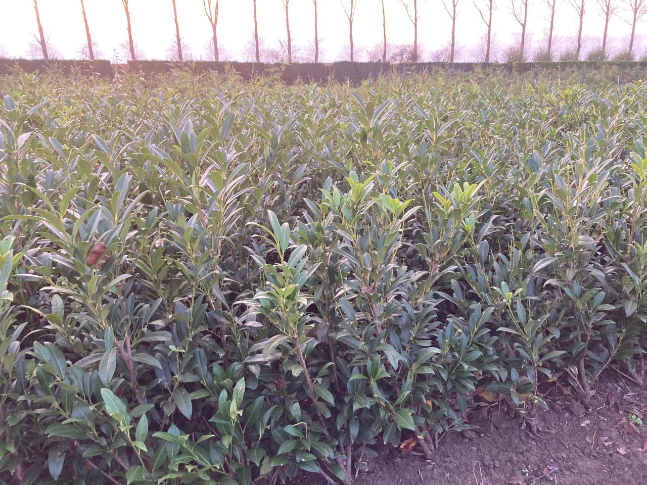 Laurierstruiken Prunus Herbergii