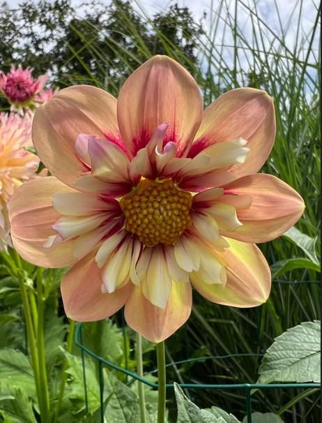 DAHLIAKNOLLEN te koop