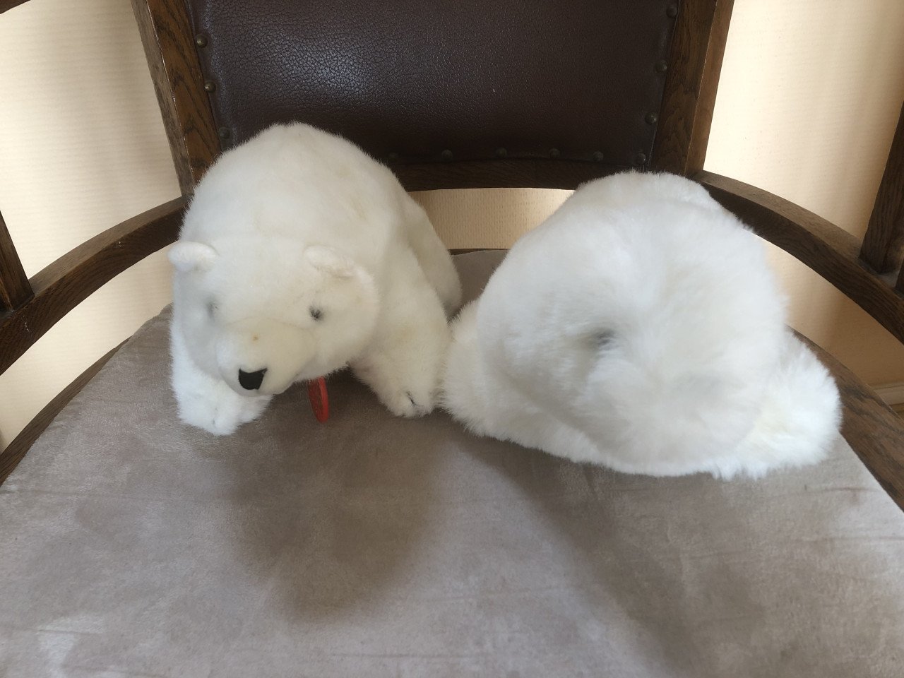 Ysbeer en zeehond