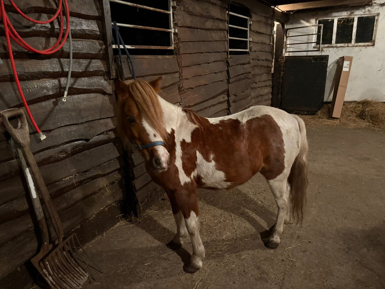 Te koop kinder pony