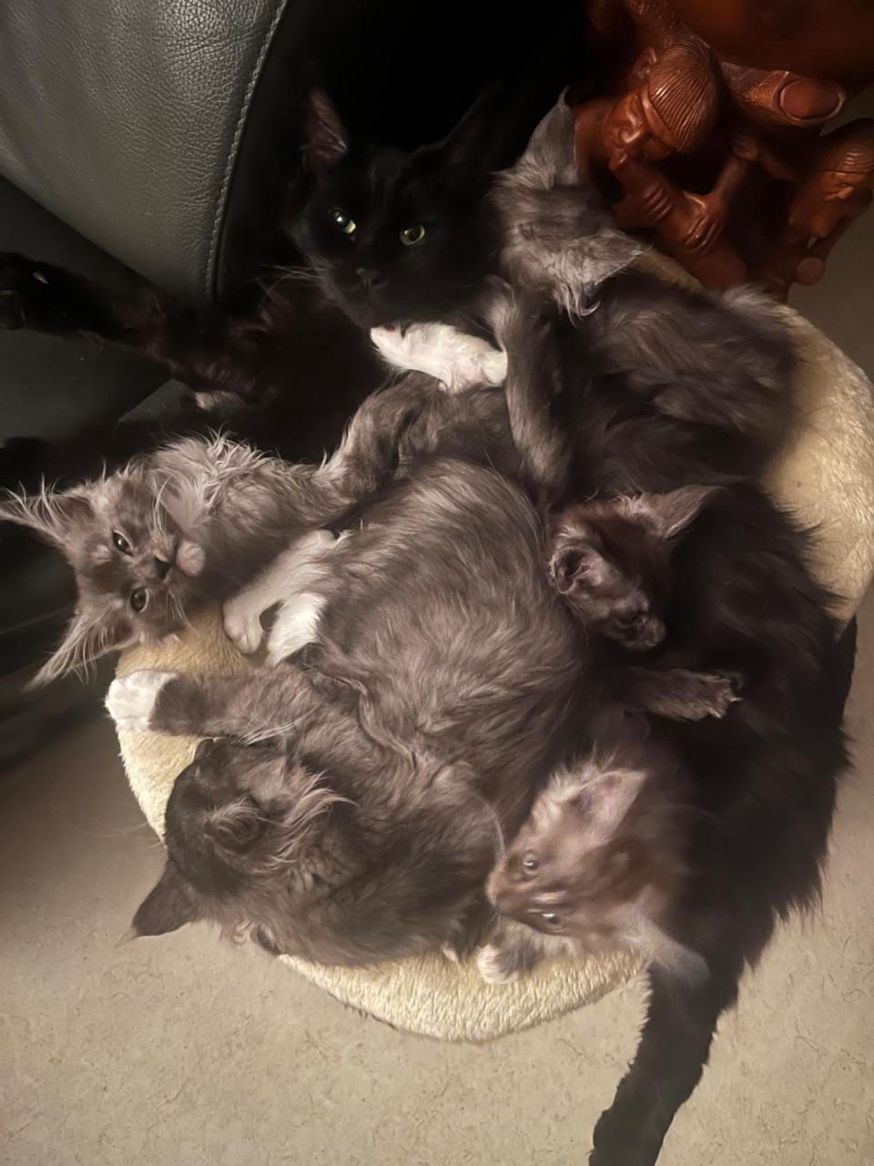 Maincoon kittens