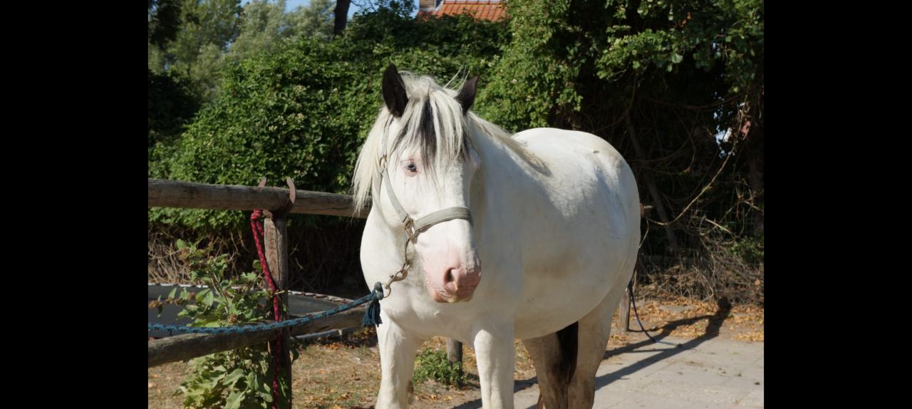 Vrolijke Tinker ruin, 5 jaar