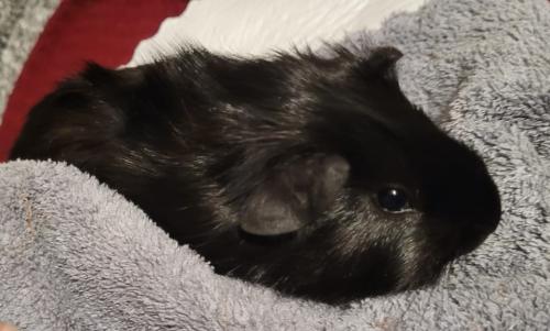 2 jonge cavia's  gratis te geef