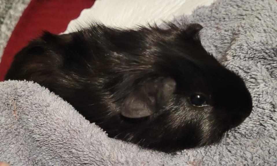 2 jonge cavia's  gratis te geef