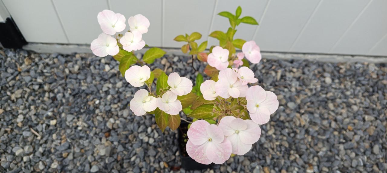 Diverse soorten Hortensia’s in pot, staan nu prachtig in bloei !