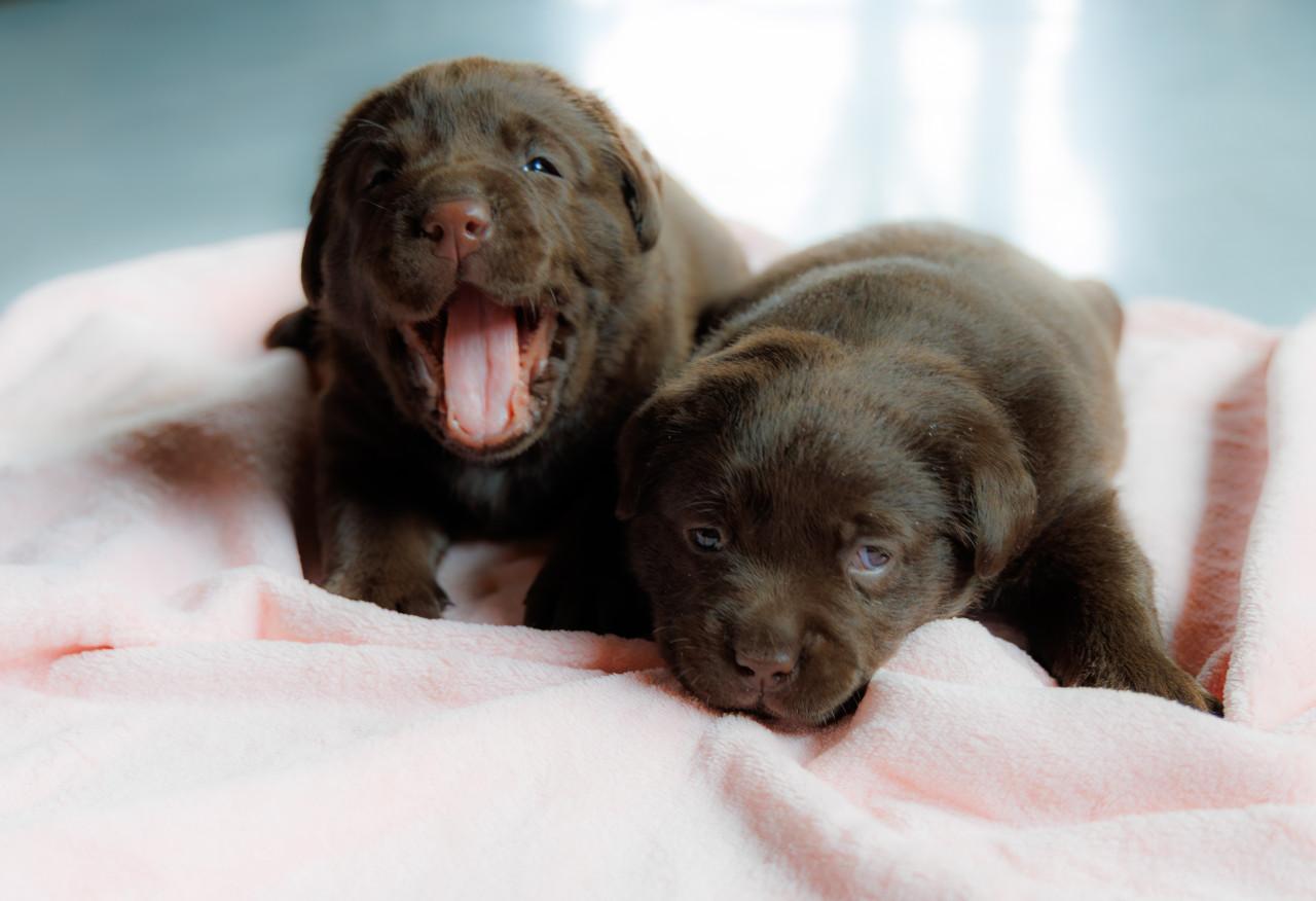 Chocolade Bruine Labrador Pups