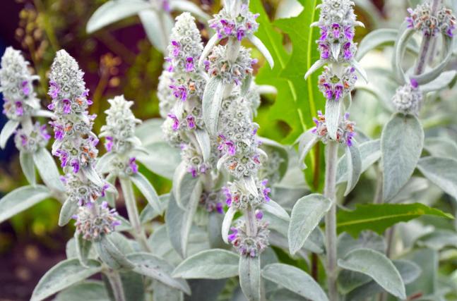 TK: SIERTUIN + MOESTUIN PLANTEN BIJ DE VOORDEUR