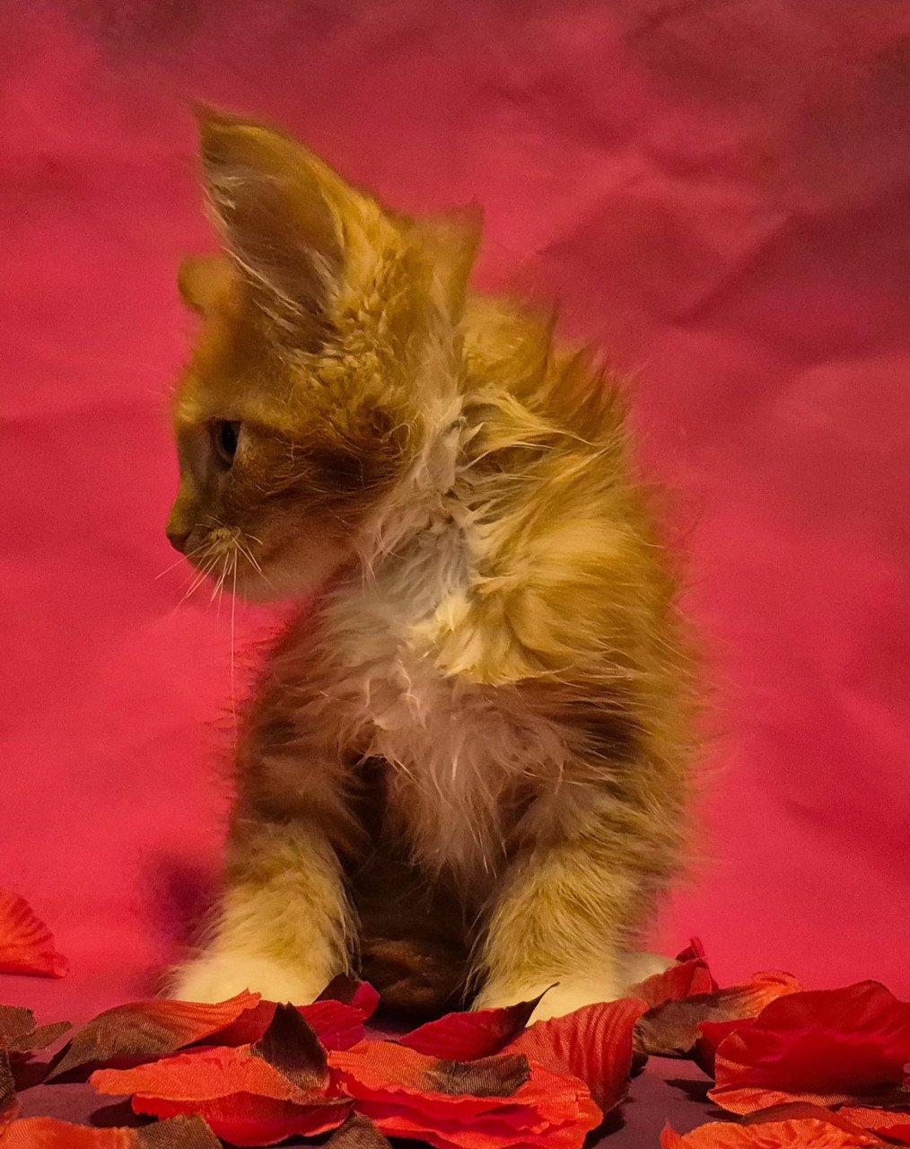 Maine coon kittens (poly en gewoon)NOG 2 BESCHIKBAAR