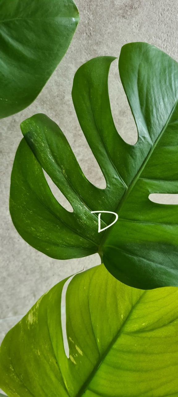 Monstera Variegata stekken