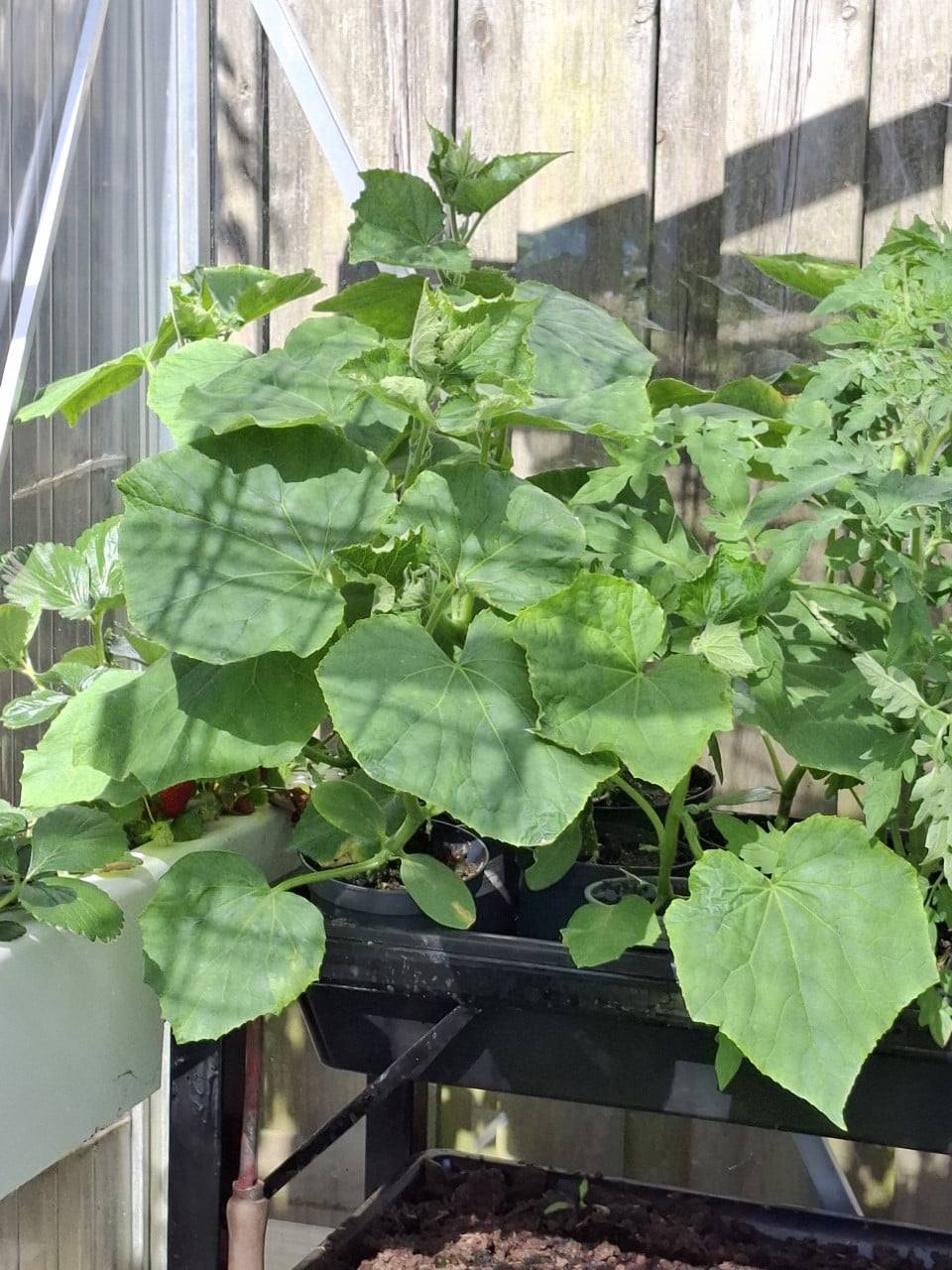 Tomatenplantjes en komkommerplantjes