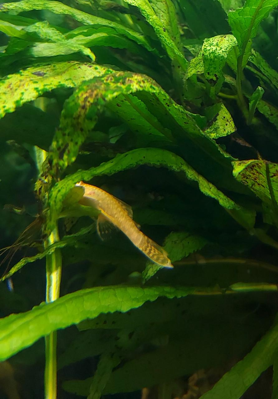 Aquarium geheel compleet