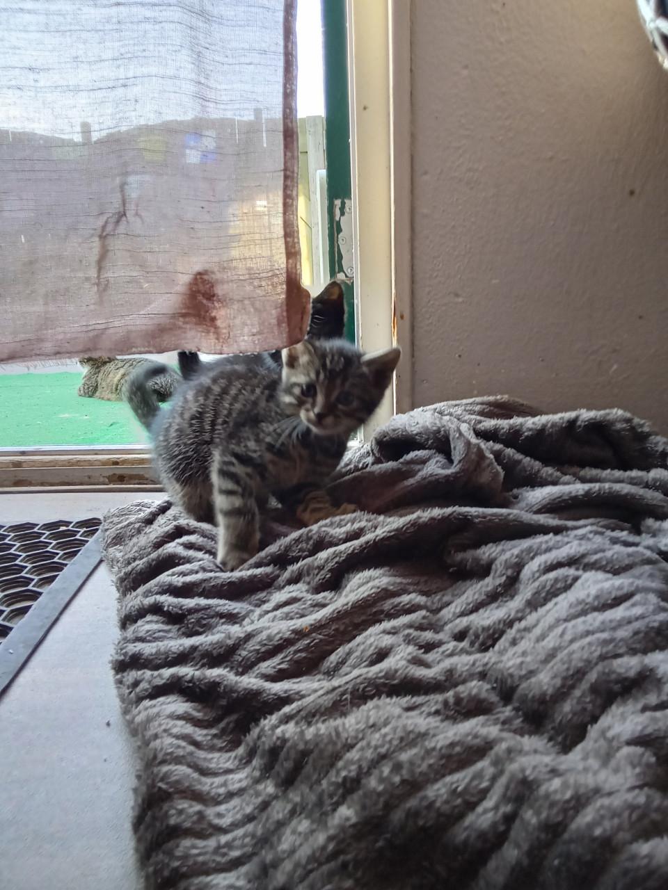 Kittens zoeken gouden mandje 👸