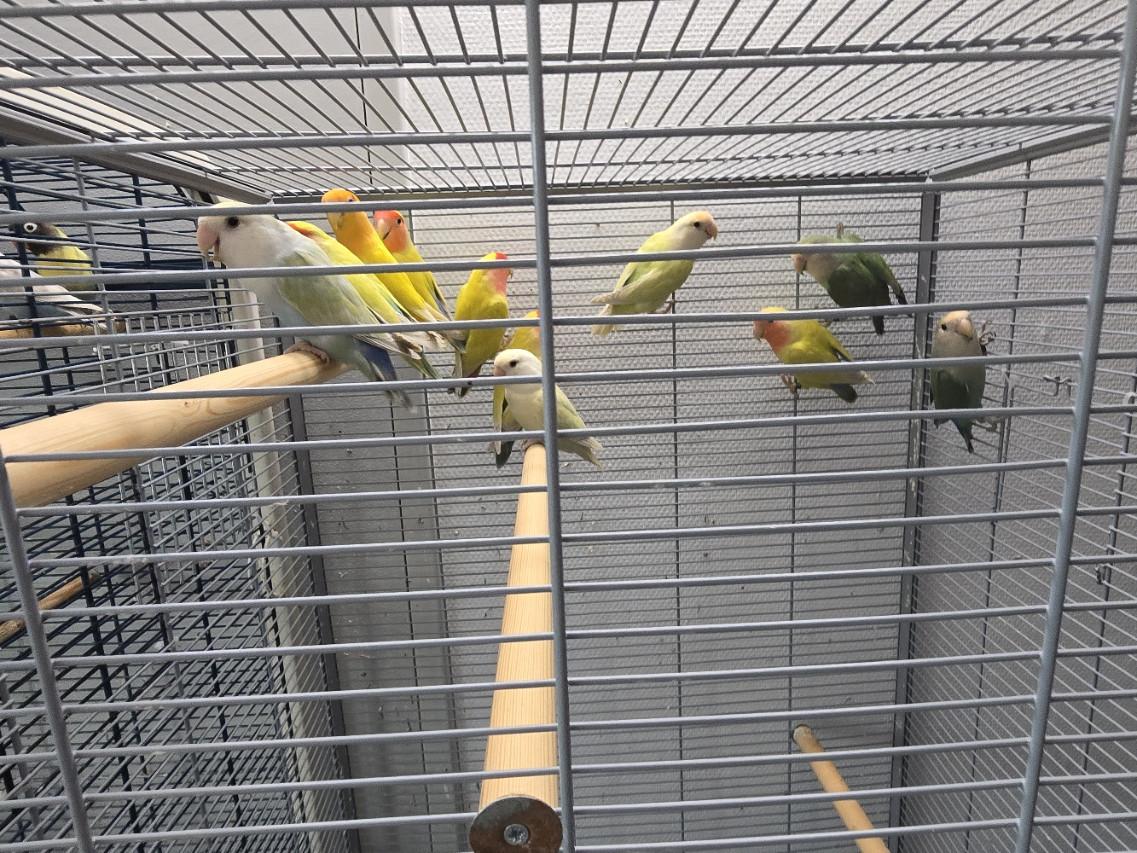 Te Koop: Agapornis Roseicollis