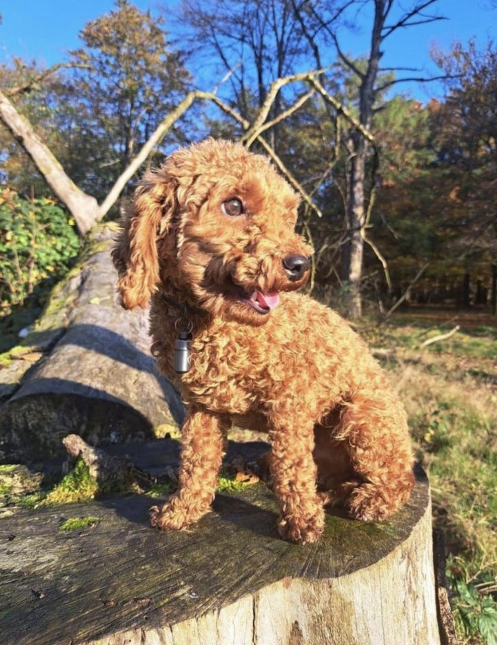 Prachtige toypoedel pups