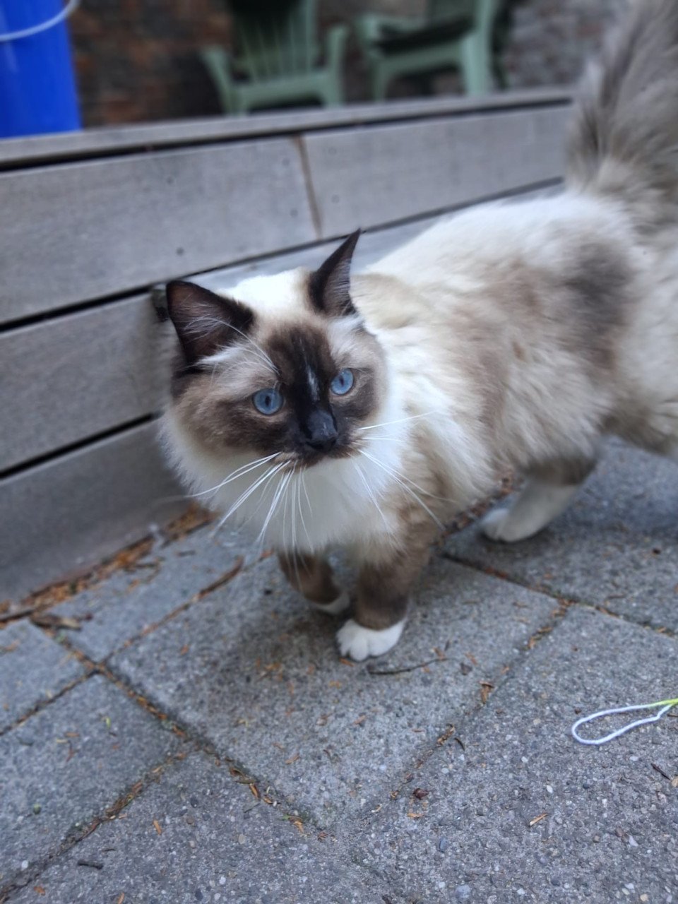 Vermist Noesje onze lieve kater