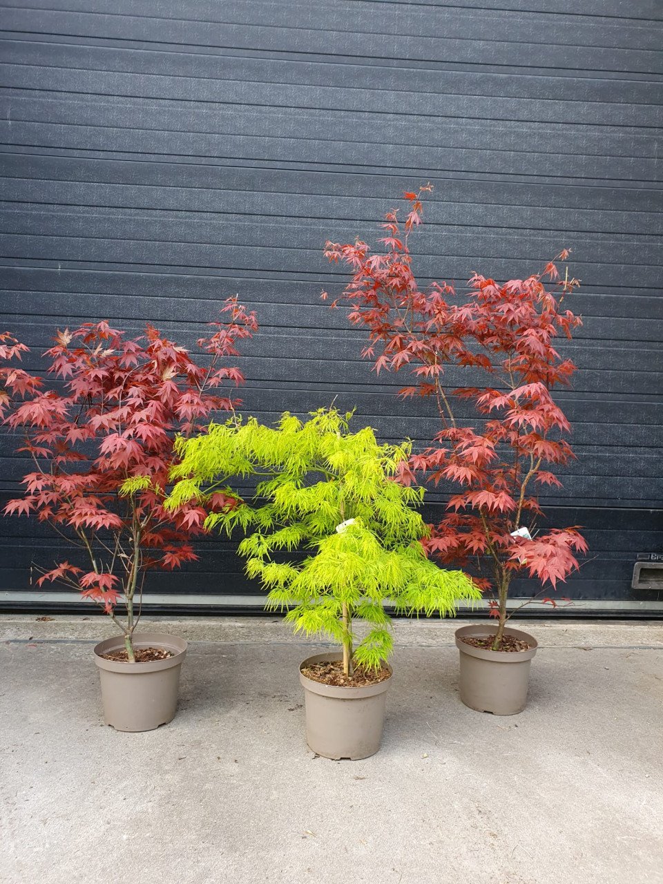 Acers