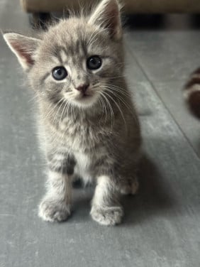 Kittens foto 1 verkocht foto 2 gereserveerd