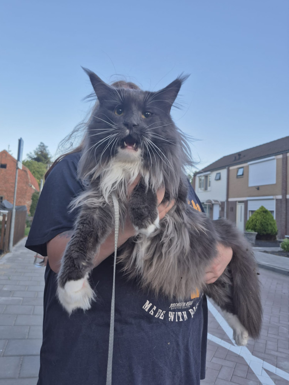 Maine coon dekkater (niet te koop)