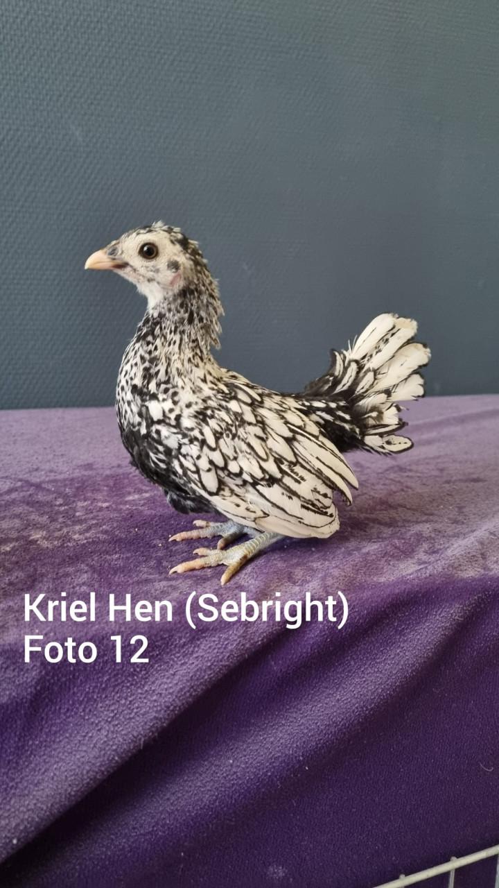 Kriel kuikens