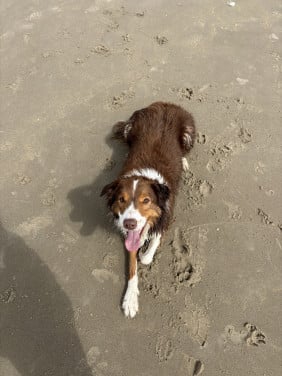 Border Collie Lowie ter adoptie/ herplaatsing