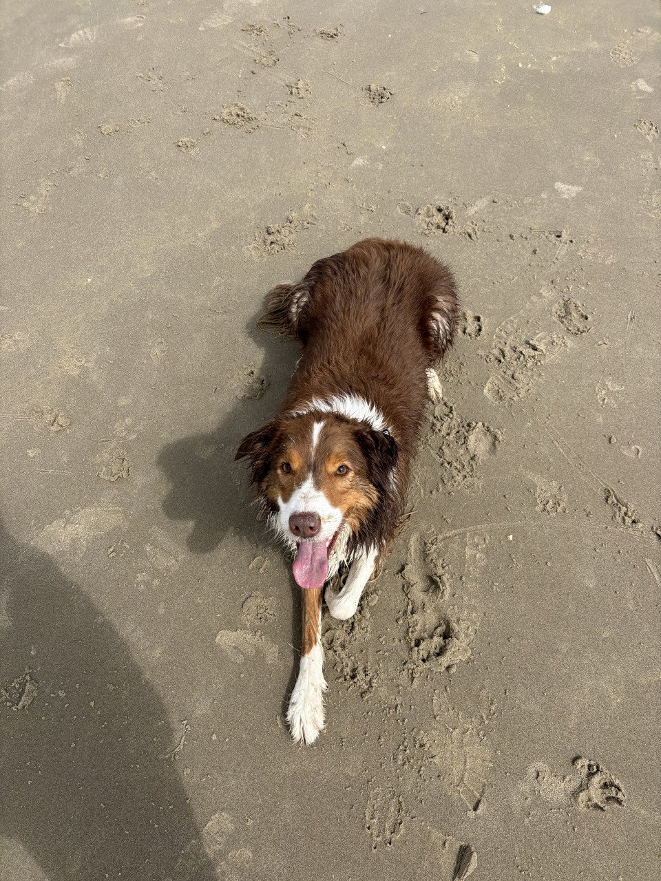 Border Collie Lowie ter adoptie/ herplaatsing