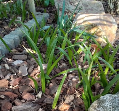 Kleine Trachycarpus Fortunei, 10 stuks voor 10 euro.